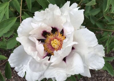 Paeonia 'Abkhazi Princess' - arbustive