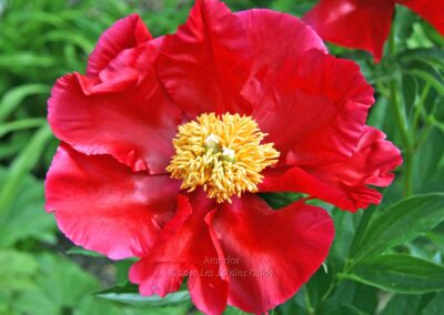 Paeonia 'America'