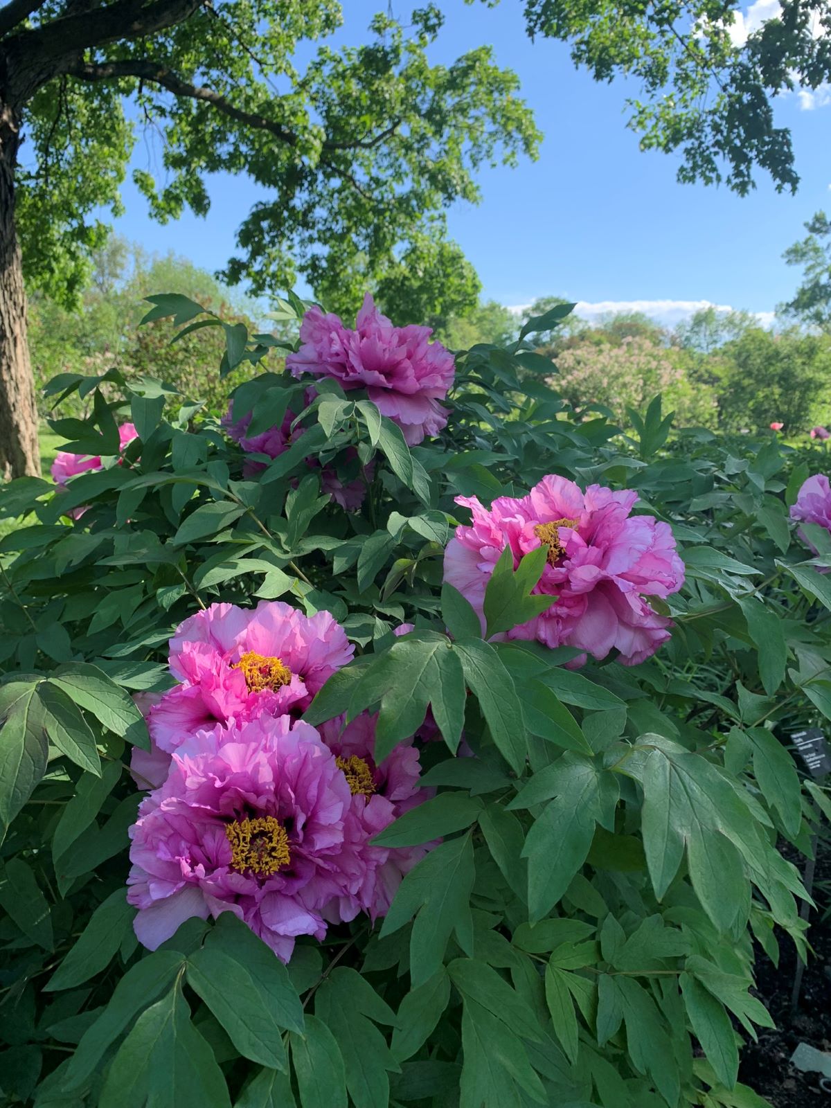 Photo de pivoine 'Baron Thyssen-Bornemisza'