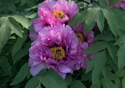 Fleur de Paeonia 'Baron Thyssen-Bornemisza'