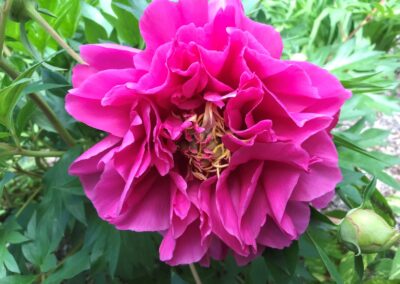 Paeonia 'Belle Toulousaine' (Itoh)