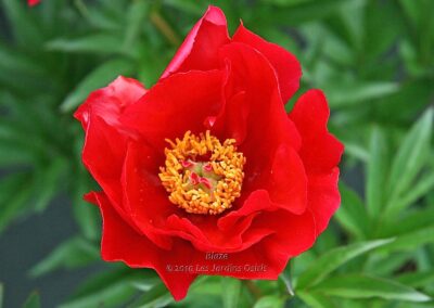 Paeonia 'Blaze'