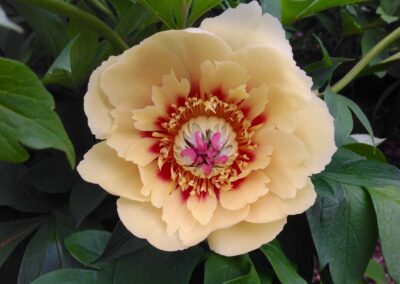 Paeonia ''Candy Cane'