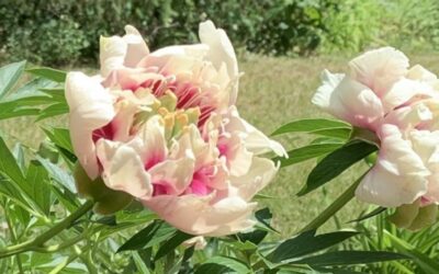 Les mutations florales chez les pivoines Itoh