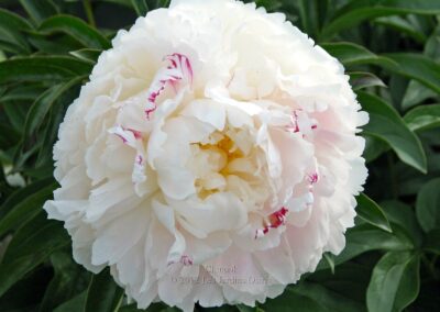 Paeonia 'Chinook'