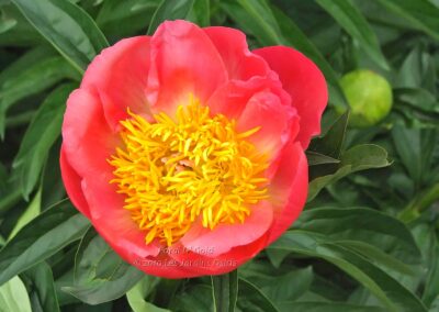 Paeonia 'Coral N'Gold'