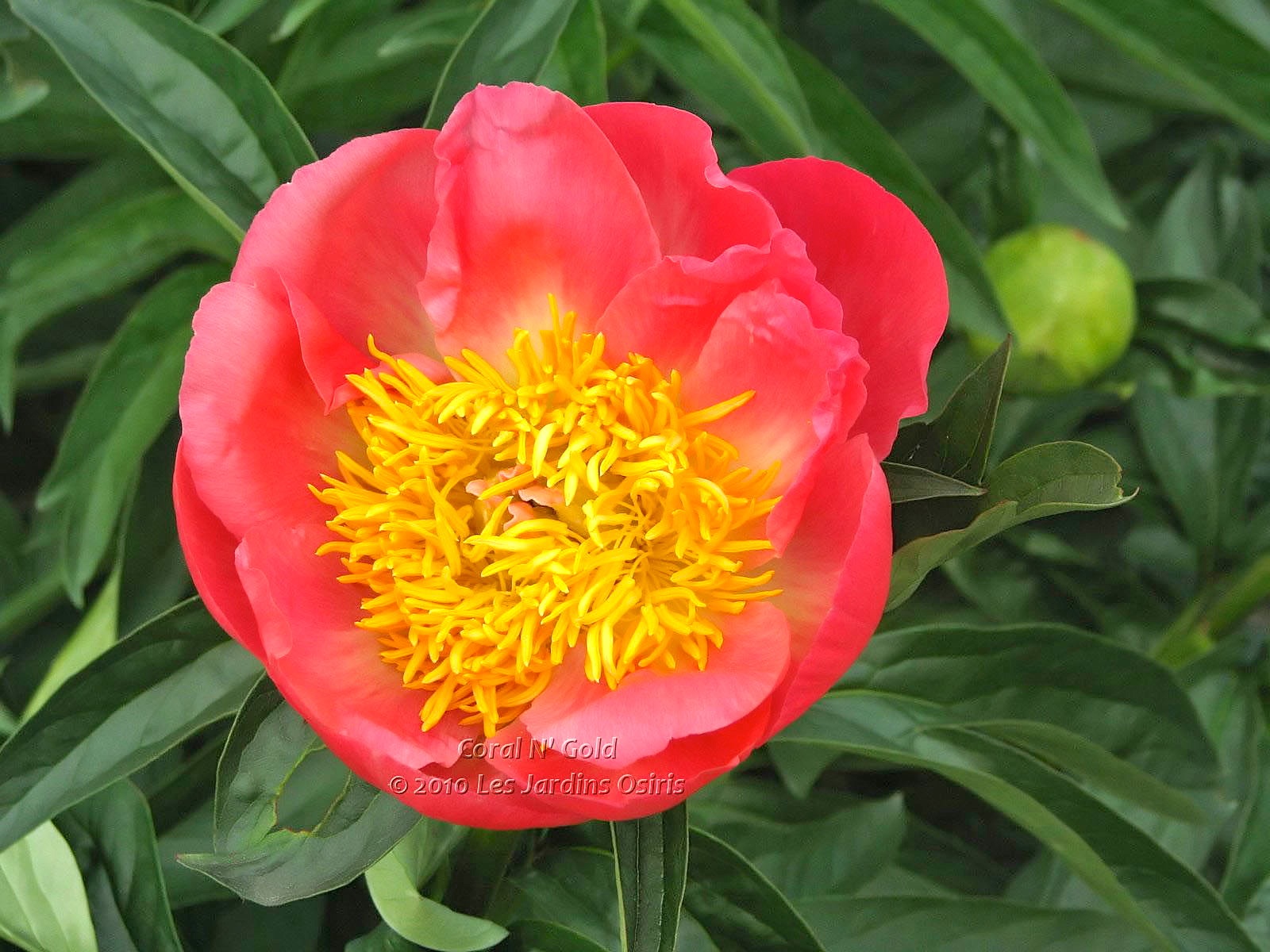 Paeonia 'Coral N'Gold'
