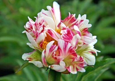 Paeonia 'Crazy Daisy'