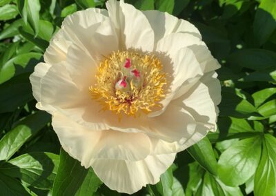 Paeonia 'Early Glow'