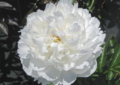 Paeonia 'Eskimo Pie'