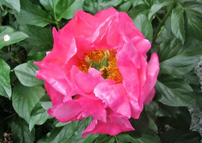 Paeonia 'Eventide'