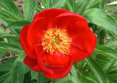 Paeonia 'Golden Glow'