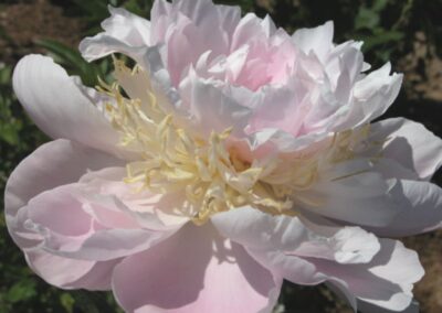 Paeonia 'Golly'