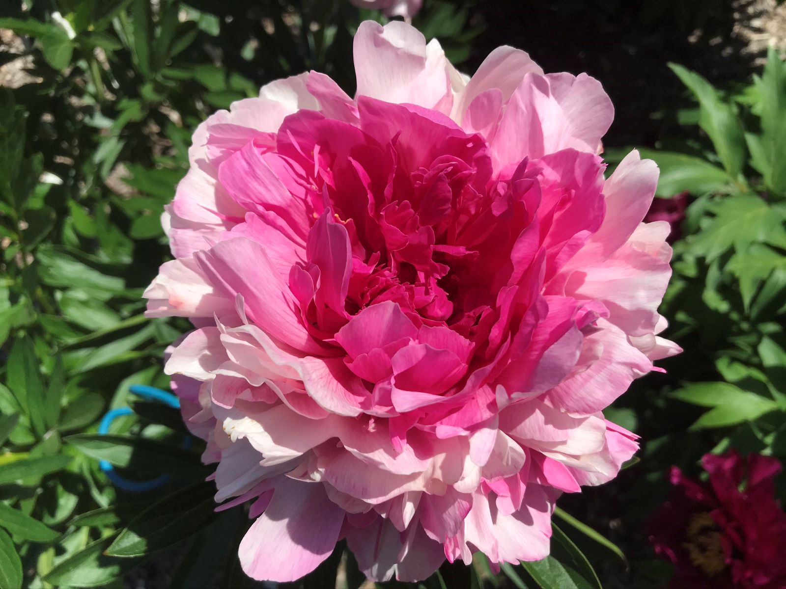 Fleur de la pivoine 'Heavenly Pink'