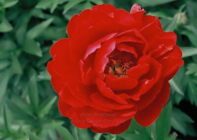 Paeonia 'Helen Matthews'