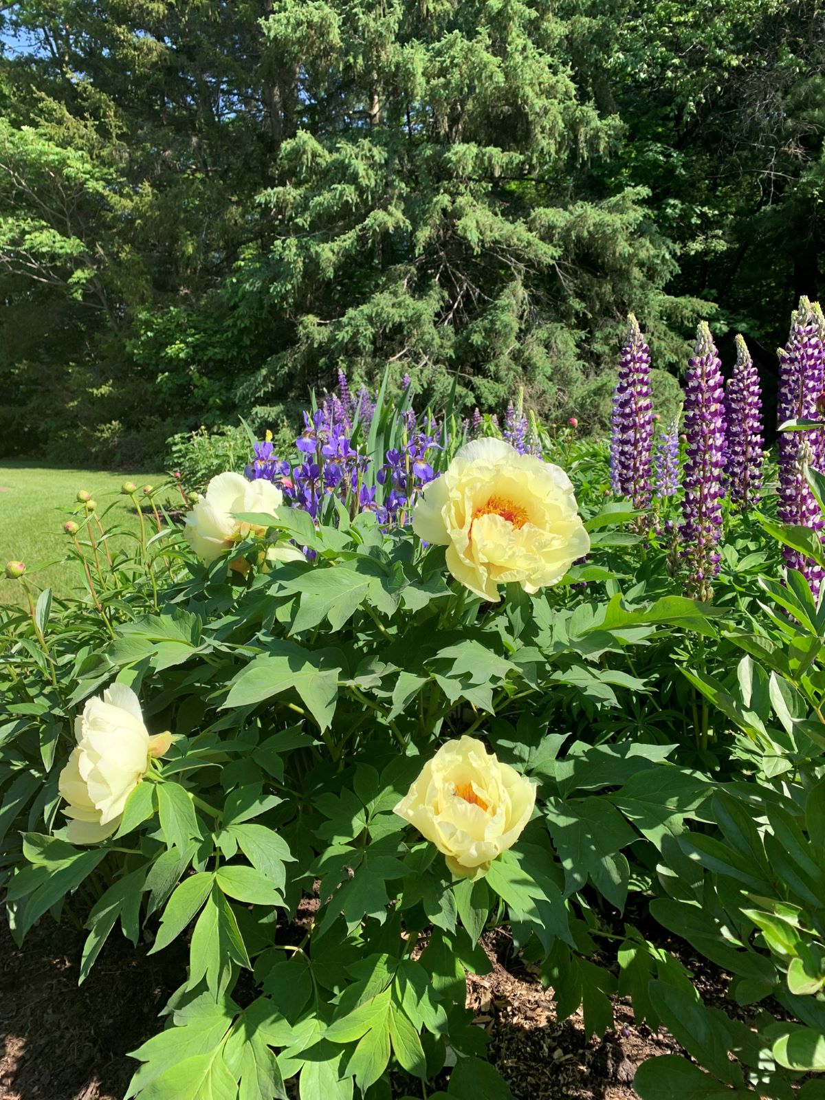 Plant de la pivoine arbustive 'High Noon' aux fleurs jaunes