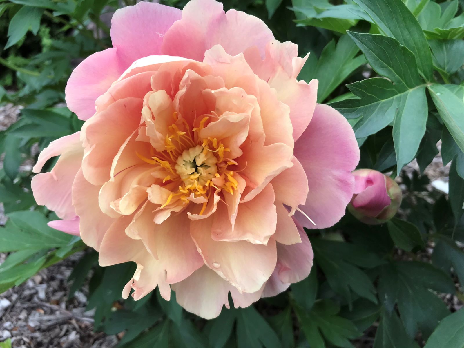 Pivoine Itoh 'Joanne Marlene'