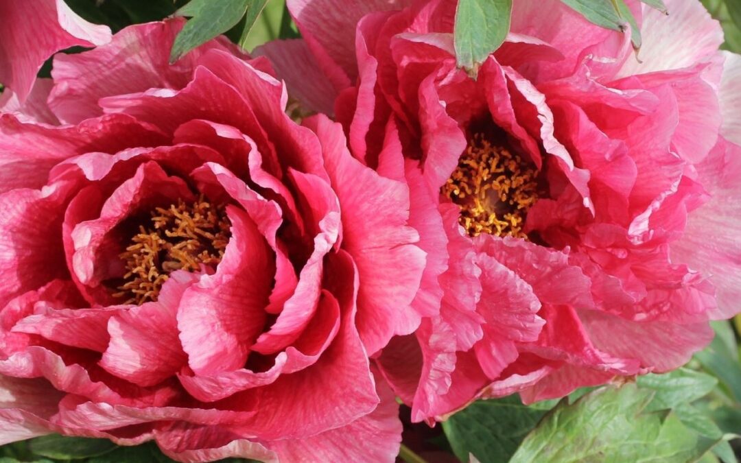 Fleurs de pivoine arbustive 'Leda'