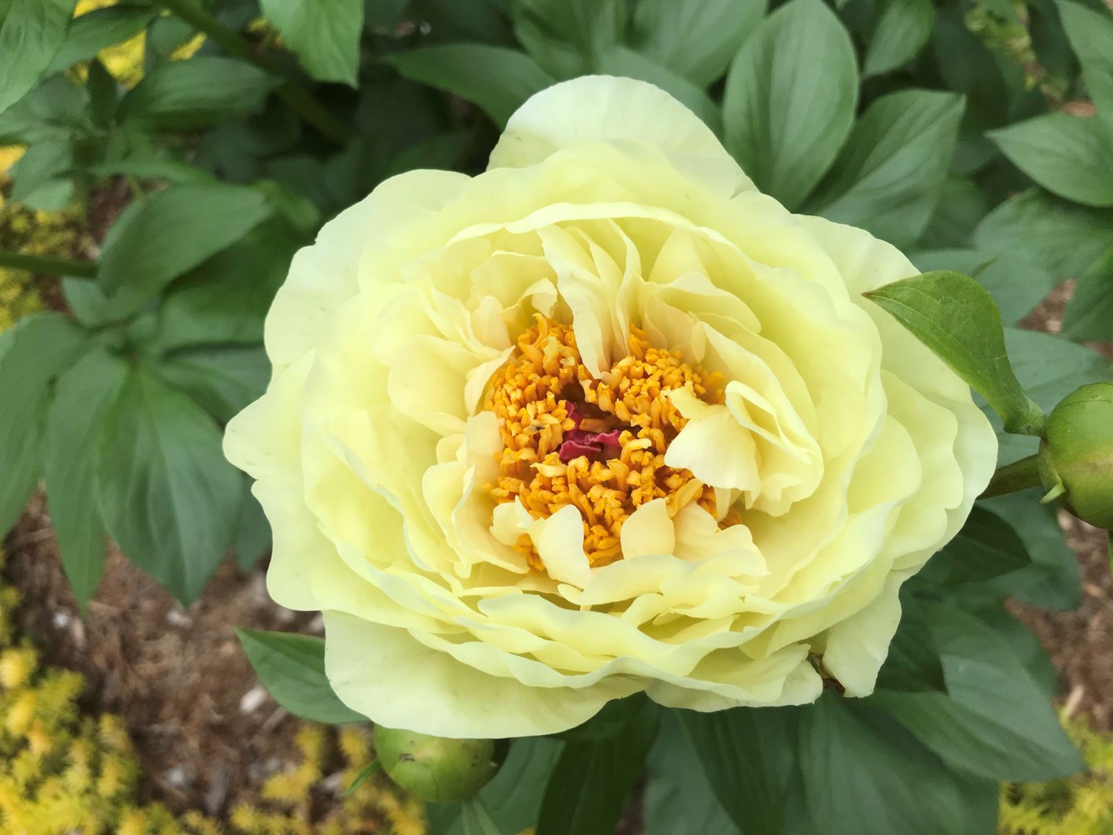 Pivoine '.Lemon Chiffon'