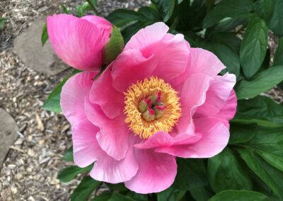 Pivoine 'Lotus Bloom'