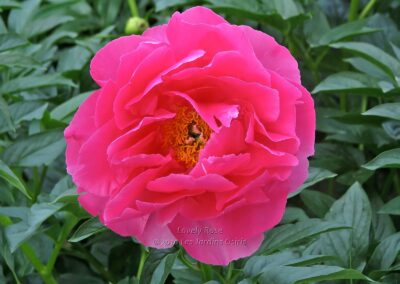 Paeonia 'Lovely Rose'