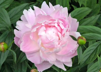 Paeonia 'Mrs Franklin D. Roosevelt'