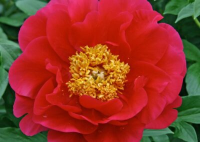 Pivoine 'Osiris Annabelle'