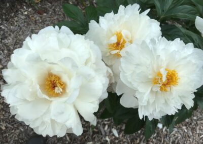 Paeonia 'Osiris John Gomery'