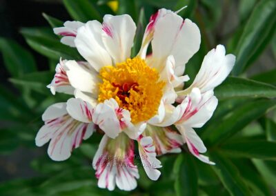 Paeonia 'Peppermint Twist'