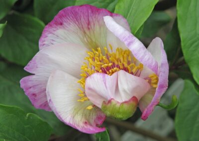 Paeonia 'Picotee'