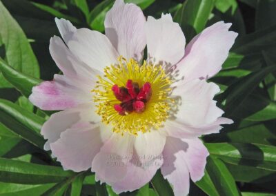 Paeonia 'Pink Dogwood Whisper'