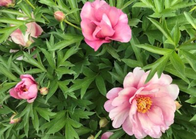 Paeonia 'Pink Double Dandy' (Itoh)