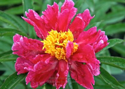 'Pink Fuchsia Potpourri'