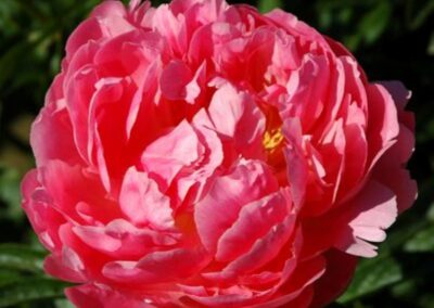 Paeonia 'Pink Hawaiian Coral'