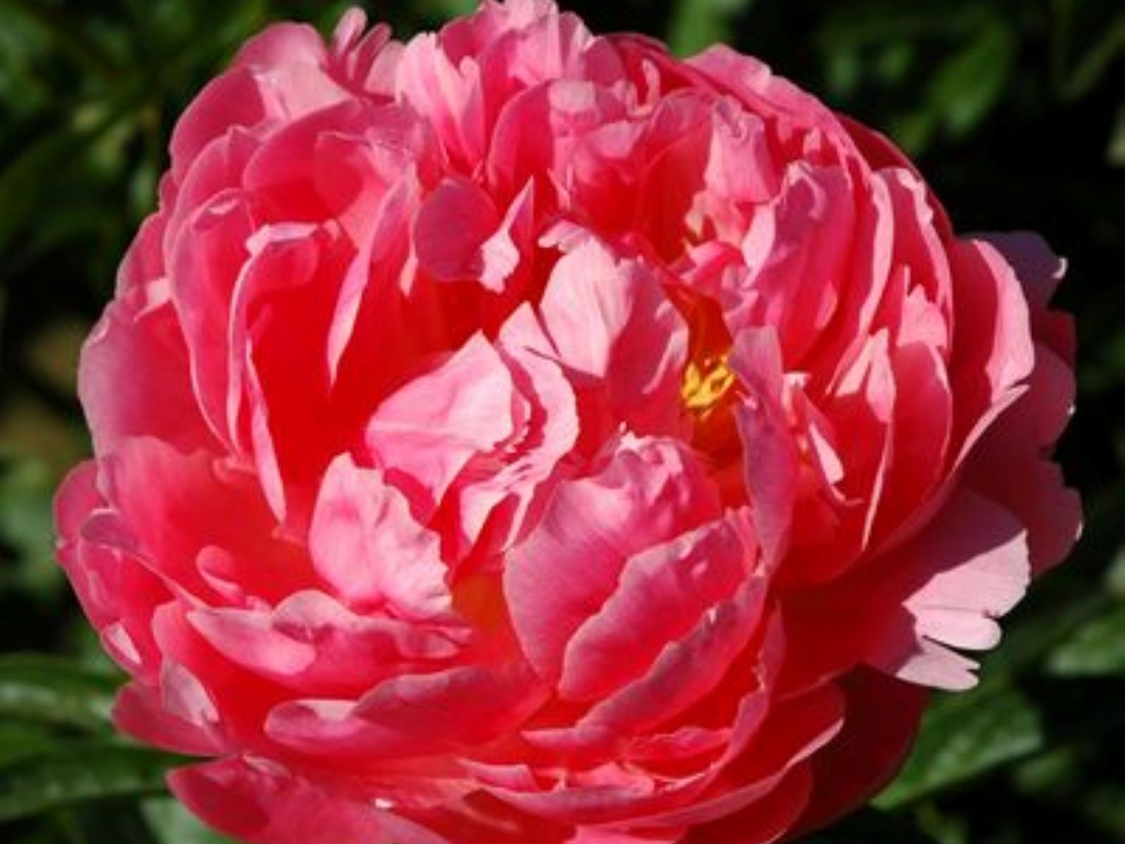 Paeonia 'Pink Hawaiian Coral'