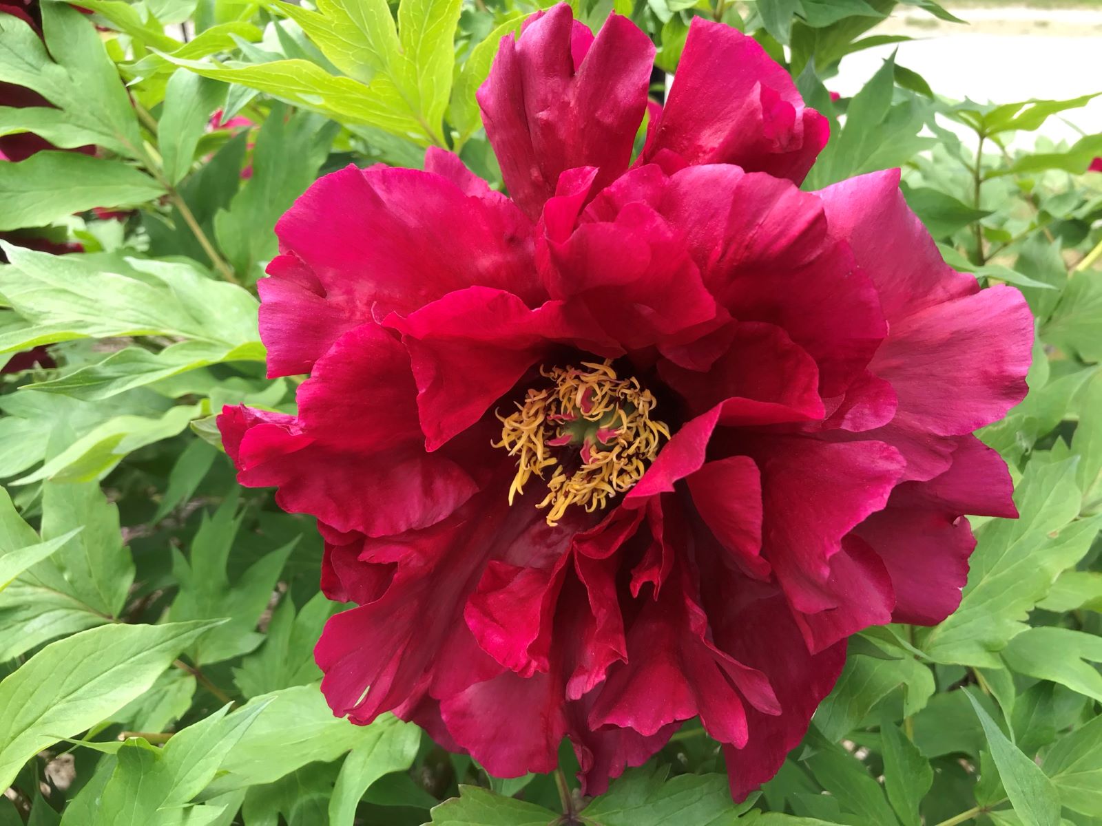 Paeonia 'Pluto' (arbustive)