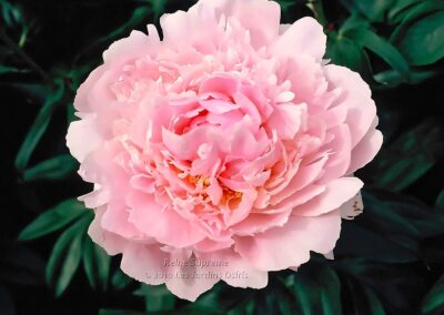 Paeonia 'Reine Supreme'