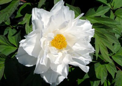 Paeonia 'Renkaku' - arbustives