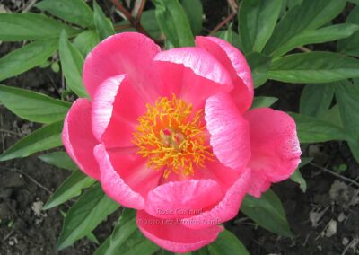 Paeonia 'Rose Garland'