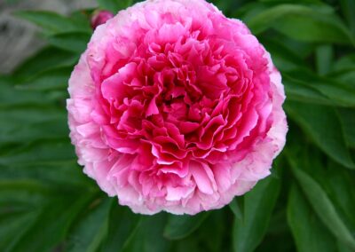 Paeonia 'Rose Heart'