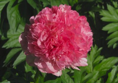 Paeonia 'Salmon Glory'