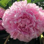 'Sarah Bernhardt'