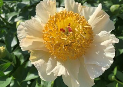 Paeonia 'Sunny Day'