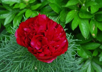 Paeonia tenuifolia 'Flore-Plena'