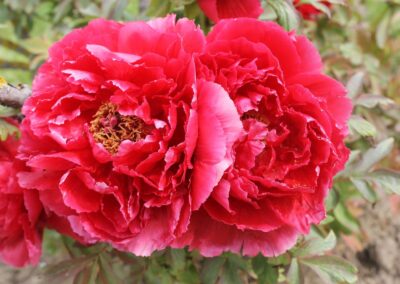 Paeonia 'Toichi Ruby' - arbustive