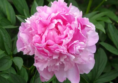 Paeonia 'Vivid Rose'