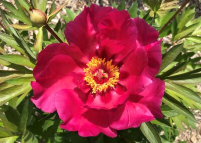 Paeonia 'Watermelon Wine' (Itoh)