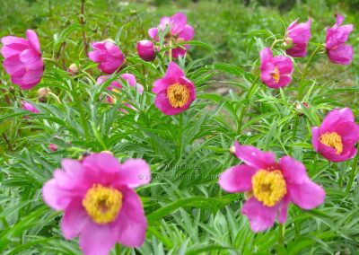 Paeonia 'Wind Chimes'