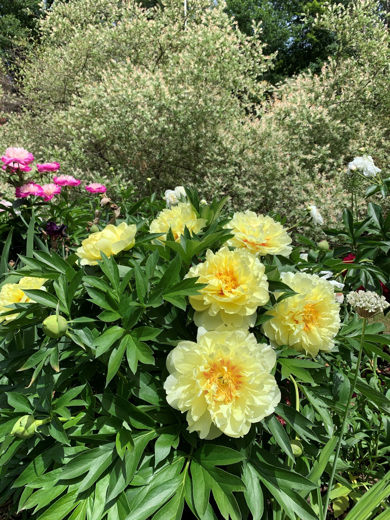 bartzella-x Plant de pivoine Itoh 'Bartzella'