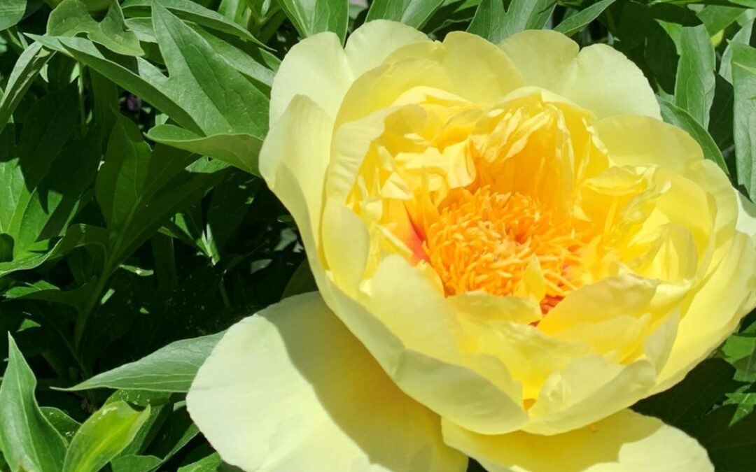 Pivoine Itoh 'Bartzella'